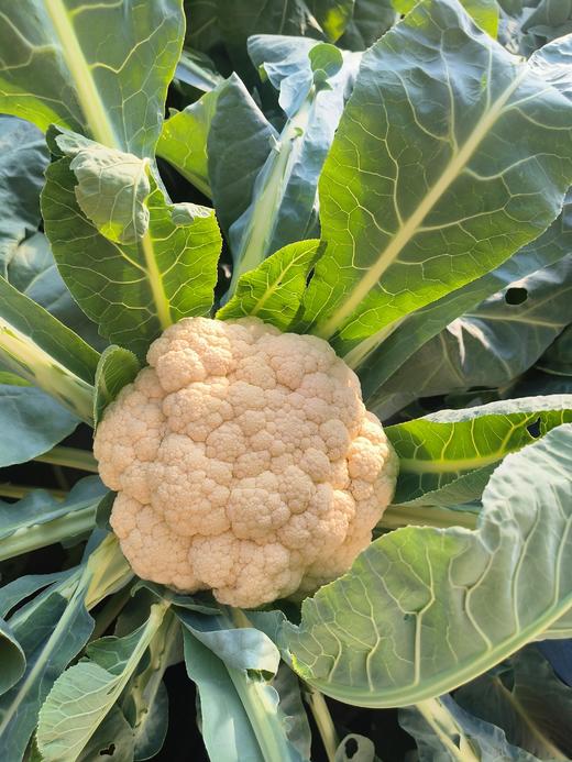 鸿翠园 有机花菜 商品图6