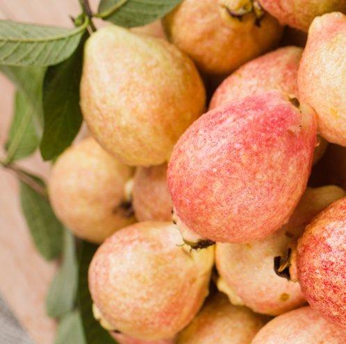 胭脂四季红番石榴 商品图0