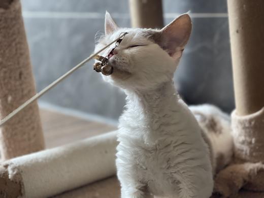 喵星靓浴 商品图5