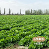 新疆有机翠玉白菜 8斤±200g | 合作农友生产，新疆、成都、深圳多仓发货，生产者：王忠军 *【公平贸易农人定价】 商品缩略图7