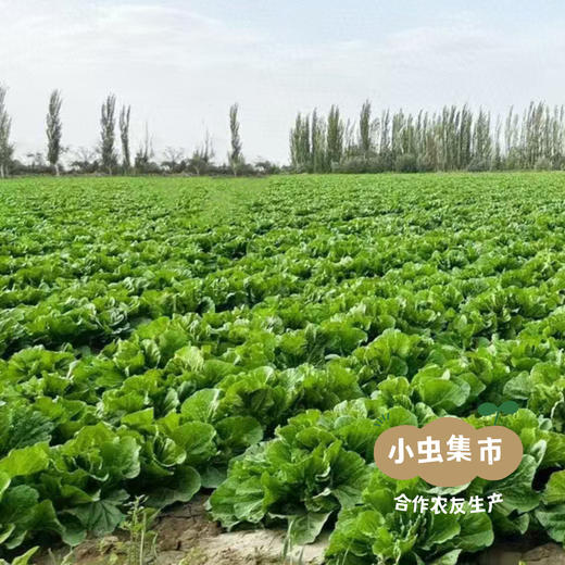 新疆有机翠玉白菜 8斤±200g | 合作农友生产，新疆、成都、深圳多仓发货，生产者：王忠军 *【公平贸易农人定价】 商品图7