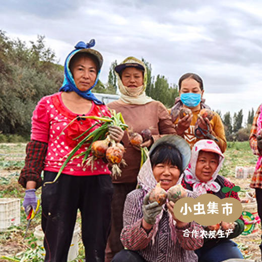 新疆有机翠玉白菜 8斤±200g | 合作农友生产，新疆、成都、深圳多仓发货，生产者：王忠军 *【公平贸易农人定价】 商品图11