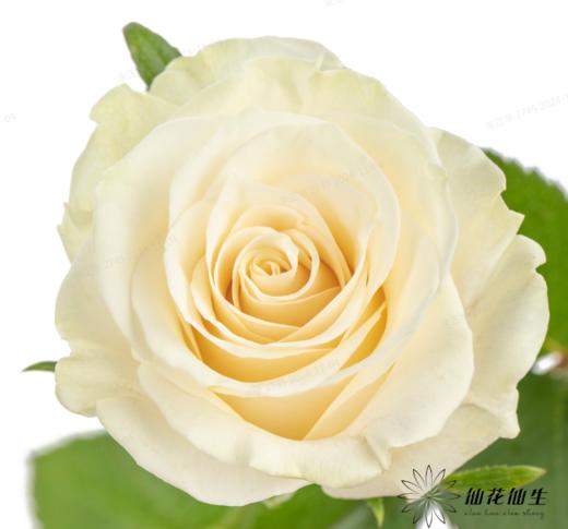 逸禾单头玫瑰 | 白蒙代尔 商品图0