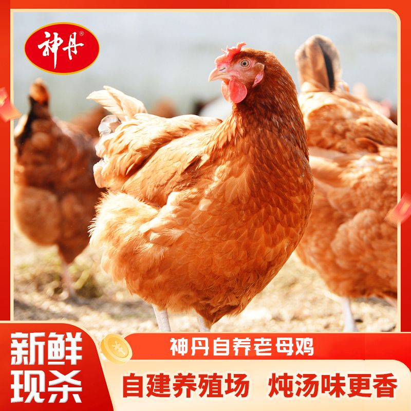 【神丹微信】500天以上老母鸡800g两只 炖汤香