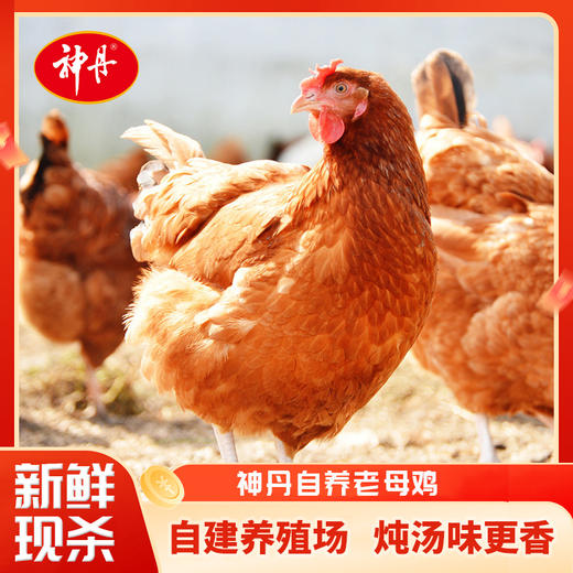 【神丹微信】500天以上老母鸡800g两只 炖汤香 商品图0