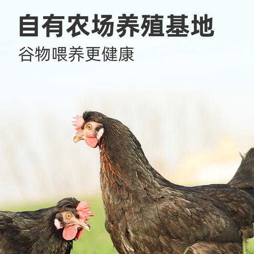 【LZ】好念头始祖黑鸡富硒鸡蛋 顺丰京东随机发货 商品图2