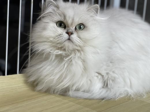 喵星小栈 商品图5