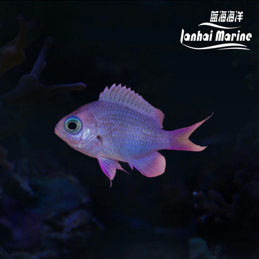 紫光雀 商品图0