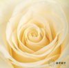 逸禾单头玫瑰 | 白蒙代尔 商品缩略图1