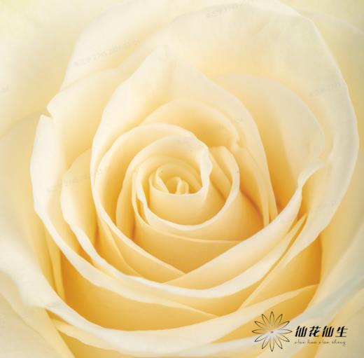逸禾单头玫瑰 | 白蒙代尔 商品图1
