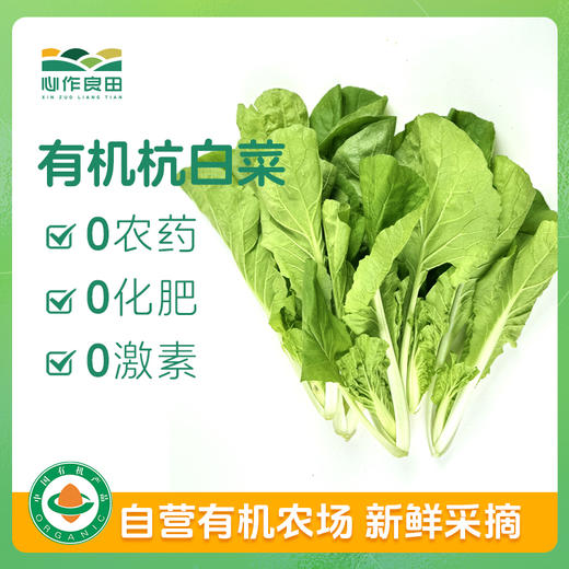 有机杭白菜500g 商品图0