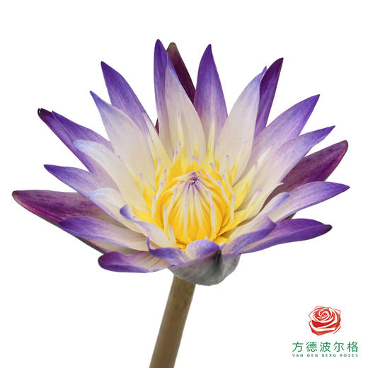 睡莲-黑美人 商品图0