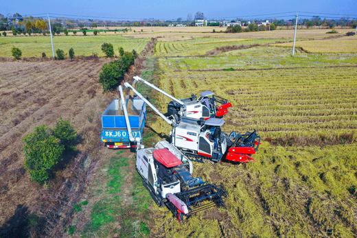 良食本事有机长粒香米 5斤 商品图1