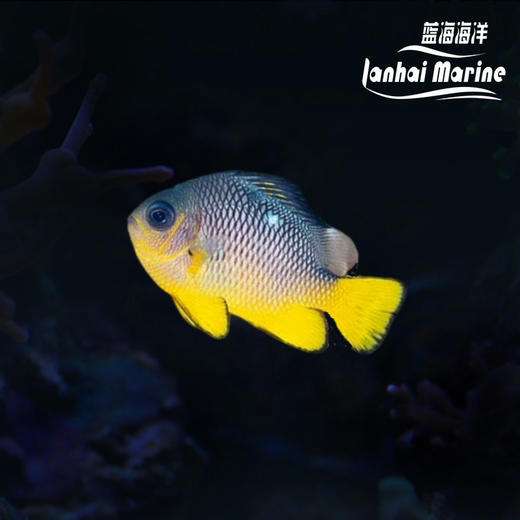 美国金将军 商品图0