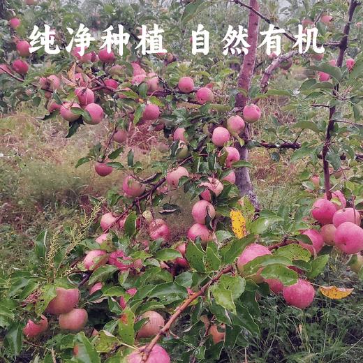 【同行精选】内蒙古沙漠有机苹果 生态种植 自然生长不套袋  口感丰富 持久回味（生鲜不易保存，下单后注意物流信息和电话，及时取件） 商品图2