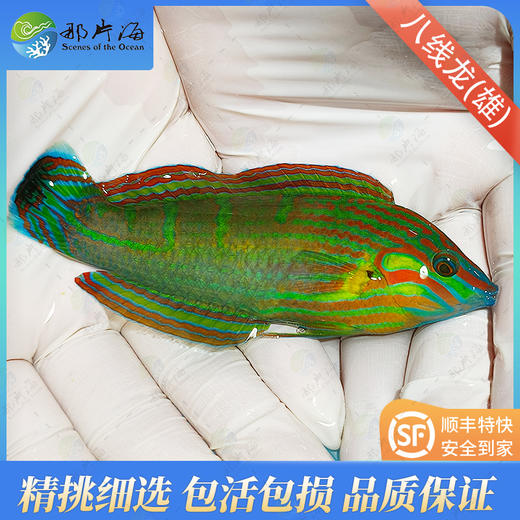 八线龙/圣诞龙Halichoeres melanurus 商品图1