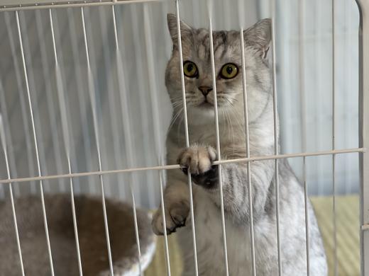 喵星小栈 商品图7