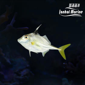 三角炮弹