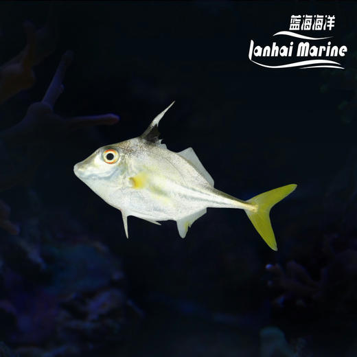 三角炮弹 商品图0