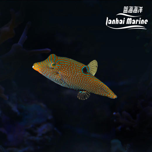 蓝点日本婆 商品图0