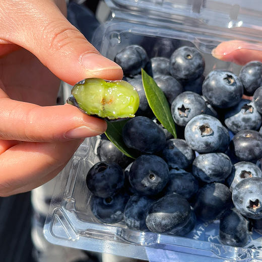 『云南花香25号蓝莓』抚仙湖露天种植，细嫩爽口，富含花青素 商品图1