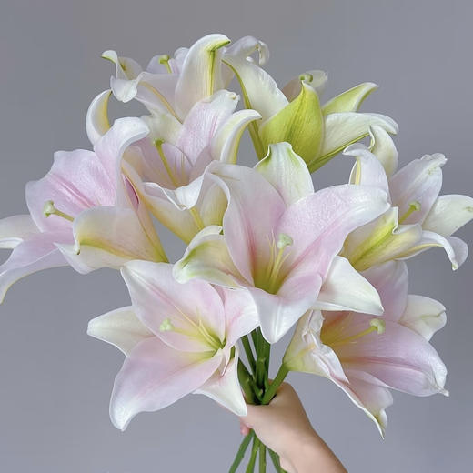【AB级粉铁炮百合】多头3支10-12朵/份 商品图1