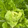 快白菜（500g） |情圆自产|脆、爽、鲜、嫩 商品缩略图0