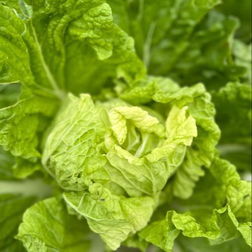 快白菜（500g） |情圆自产|脆、爽、鲜、嫩 商品图0