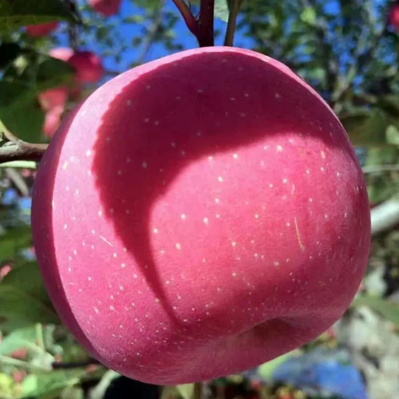 甘肃静宁红富士苹果，荣获多年土壤保健示范园荣誉！