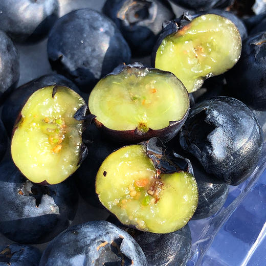 『云南花香25号蓝莓』抚仙湖露天种植，细嫩爽口，富含花青素 商品图2