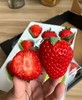 🍓🍓当仁不让的颜值代表【丹东红颜九九草莓】🍓简直太治愈了！草莓香味浓郁，带着淡淡的奶香✅每一颗都来自果农的精心呵护☂️ 只为让你吃上一口安心草莓🍓酸酸甜甜，超级美味😋 商品缩略图1