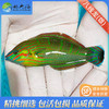 八线龙/圣诞龙Halichoeres melanurus 商品缩略图0
