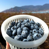 『云南花香25号蓝莓』抚仙湖露天种植，细嫩爽口，富含花青素 商品缩略图10