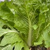 快白菜（500g） |情圆自产|脆、爽、鲜、嫩 商品缩略图1