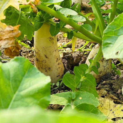 白萝卜 (500g)|情圆自产|甘、甜、脆|开胃下火 商品图3