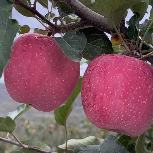 甘肃静宁红富士苹果，荣获多年土壤保健示范园荣誉！ 商品图1