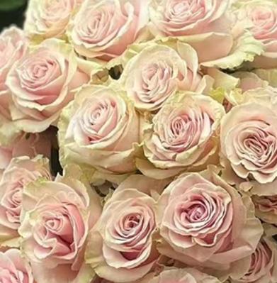 单头玫瑰 | 粉蒙代尔 商品图0