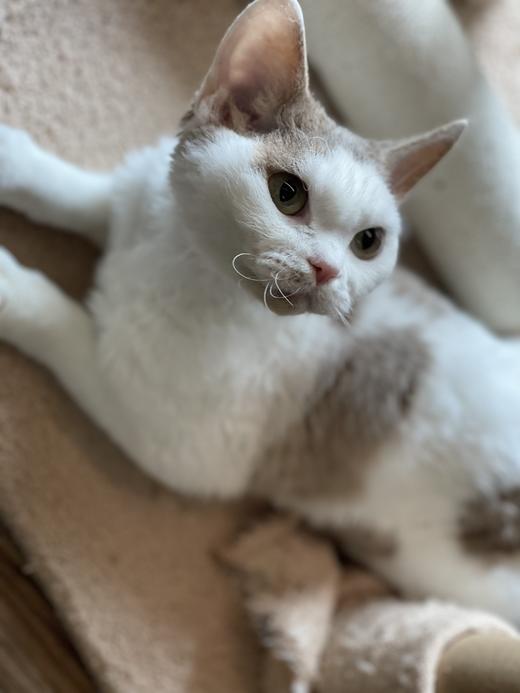 喵星小栈 商品图2