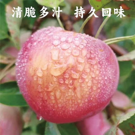 【同行精选】内蒙古沙漠有机苹果 生态种植 自然生长不套袋  口感丰富 持久回味（生鲜不易保存，下单后注意物流信息和电话，及时取件） 商品图1