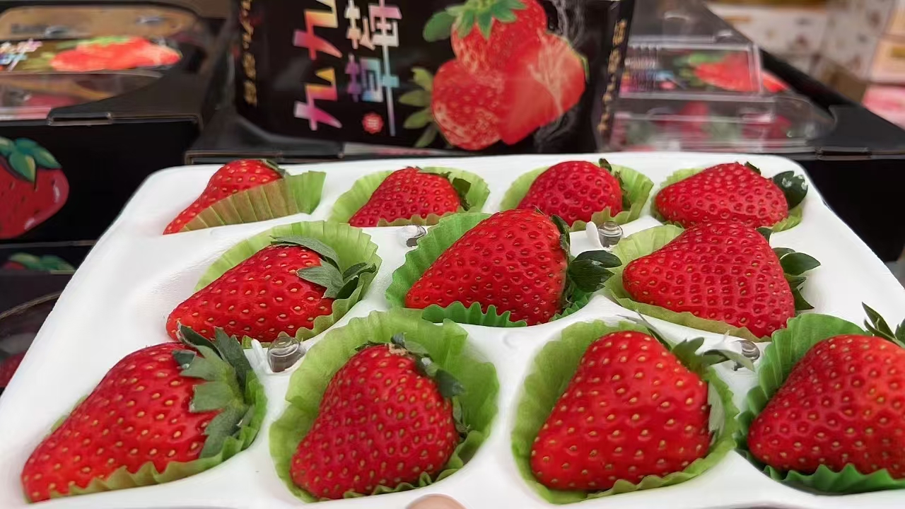 🍓🍓当仁不让的颜值代表【丹东红颜九九草莓】🍓简直太治愈了！草莓香味浓郁，带着淡淡的奶香✅每一颗都来自果农的精心呵护☂️ 只为让你吃上一口安心草莓🍓酸酸甜甜，超级美味😋