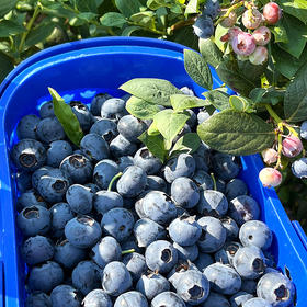 『云南花香25号蓝莓』抚仙湖露天种植，细嫩爽口，富含花青素