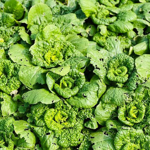 黄心乌菜  (500g)|情圆自产|绿色鲜嫩，清新爽脆 商品图1