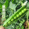 头茬鲜豆❗ 现摘现发！【云南大理水果豌豆荚】不靠大棚， 云南高原露天种植，带壳新鲜发货！清新软糯，季节限定美味你一定不会错过！ 商品缩略图0