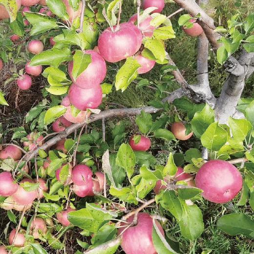【同行精选】内蒙古沙漠有机苹果 生态种植 自然生长不套袋  口感丰富 持久回味（生鲜不易保存，下单后注意物流信息和电话，及时取件） 商品图3
