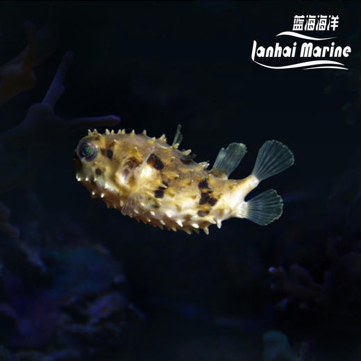 短刺刺鲀 商品图0