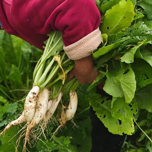 白萝卜 (500g)|情圆自产|甘、甜、脆|开胃下火 商品图1