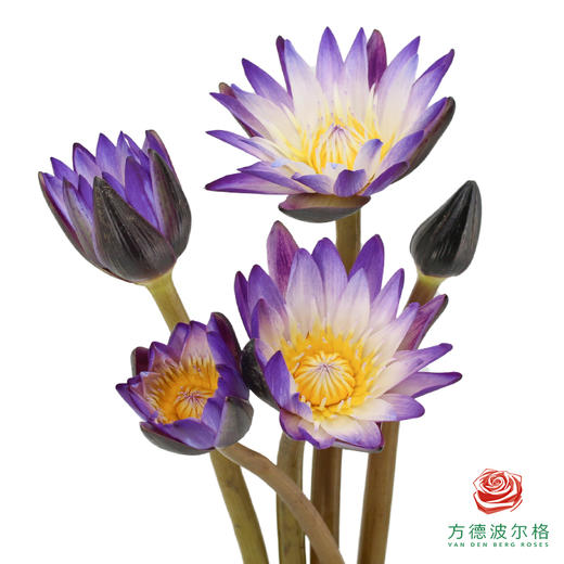 睡莲-黑美人 商品图1