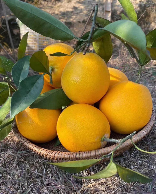 带叶鲜摘，完美酸甜比！【赣南脐橙】核心产区 柔嫩化渣  顺丰/京东发货 商品图4