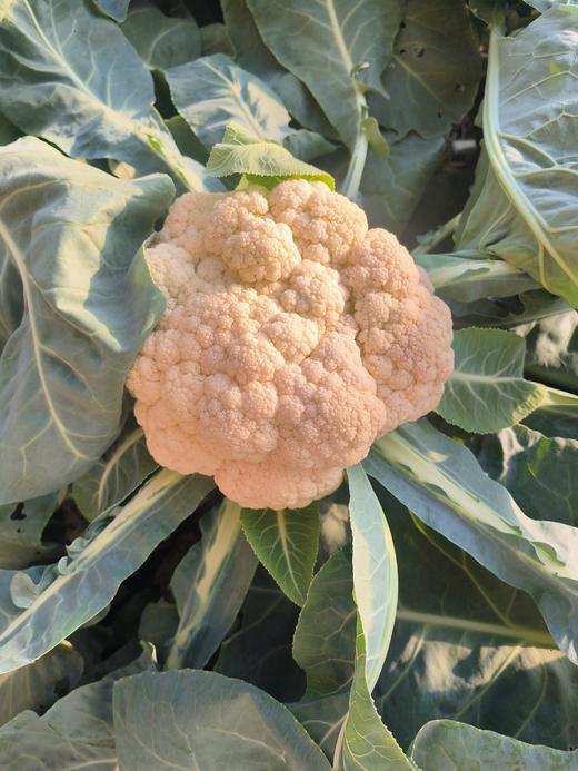 鸿翠园 有机花菜 商品图5