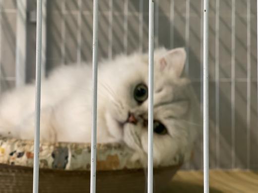 喵星小栈 商品图8